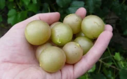 Summit Muscadine - 1 Gallon Pot -Plant Promotion Store 10470 summit muscadine