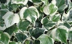 Variegated Algerian Ivy (Hedera Algeriensis 'Gloire De Marengo') - 5 Pack Of Pint Pots -Plant Promotion Store 3554 ravensholst ivy