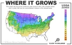 The Blues Colorado Spruce (Picea Pungens) - 6 Gallon Pot (4-5') -Plant Promotion Store 3A 8A 8