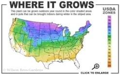 Sunshine Mugo Pine - 2 Gallon Pot -Plant Promotion Store 3a 8b 25