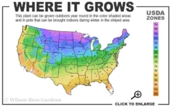 Bronze Beauty Ajuga - Bugleweed - 18 Count Flats Of Pint Pots 8 Bronze Beauty Ajuga - Bugleweed - 18 Count Flats Of Pint Pots -Plant Promotion Store 3a 9b 18