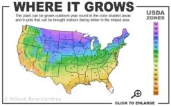 Angelina Sedum - 5 Pack Of 4" Pots -Plant Promotion Store 3a 9b 24