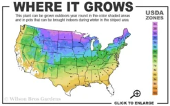 Grancy Graybeard - White Fringe Tree - 7 Gallon Pot (2-3') -Plant Promotion Store 3b 9a 4