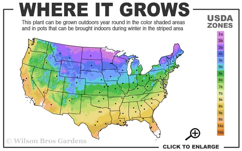 Hetzi Columnar Juniper - 1 Gallon Pot 3 Hetzi Columnar Juniper - 1 Gallon Pot - Image 3