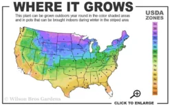 Hollywood Torulosa Juniper - 7 Gallon Pot (5-6') -Plant Promotion Store 3b 9b 3