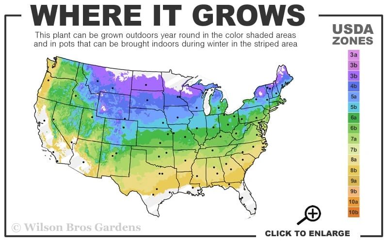 Shadblow Serviceberry Tree (Amelanchier Canadensis) - 5 Gallon Pot 3 Shadblow Serviceberry Tree (Amelanchier Canadensis) - 5 Gallon Pot - Image 3