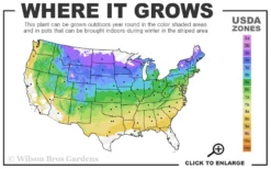 Shadblow Serviceberry Tree (Amelanchier Canadensis) - 3 Gallon Pot 11 Shadblow Serviceberry Tree (Amelanchier Canadensis) - 3 Gallon Pot -Plant Promotion Store 4A 8B 25