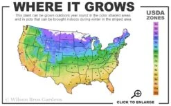 Mojito Mint Plant - 6 Pack Of Pint Pots -Plant Promotion Store 4a 11 5