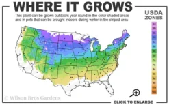 Bloomerang Dark Purple Lilac - 5 Pack Of Quart Pots 8 Bloomerang Dark Purple Lilac - 5 Pack Of Quart Pots -Plant Promotion Store 4a 8a