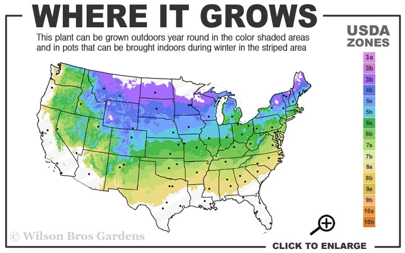 Bloomerang Dark Purple Lilac - 5 Pack Of Quart Pots 3 Bloomerang Dark Purple Lilac - 5 Pack Of Quart Pots - Image 3