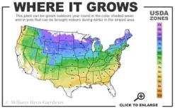 Van Den Akker Nootka Cypress - 6 Gallon Pot -Plant Promotion Store 4a 8b thumbnail 1