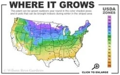 Heatherbun Atlantic White Cedar (Chamaecyparis Thyiodes) - 2 Gallon Pot -Plant Promotion Store 4a 8b thumbnail 6