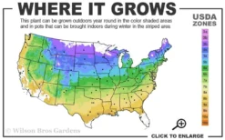 Climbing Hydrangea 'Petiolaris' - 5 Gallon Pot -Plant Promotion Store 4a 9a