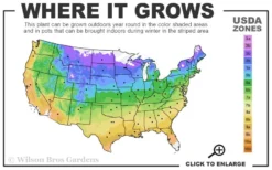 Sixteen Candles Summersweet (Clethra) - 1 Gallon Pot 6 Sixteen Candles Summersweet (Clethra) - 1 Gallon Pot -Plant Promotion Store 4a 9b 38