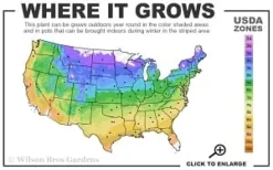 Guiding Promise Clematis - 1 Gallon Pot -Plant Promotion Store 4a 9b thumbnail 1