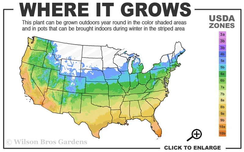 Needlepoint Ivy (Hedera Helix) - 5 Pack Of Pint Pots 3 Needlepoint Ivy (Hedera Helix) - 5 Pack Of Pint Pots - Image 3