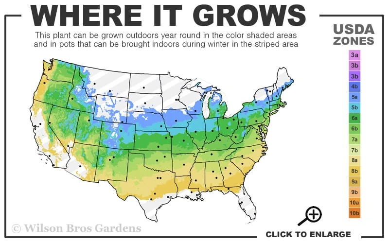 Skeeter's Broom Japanese Maple - 1 Gallon Pot 3 Skeeter's Broom Japanese Maple - 1 Gallon Pot - Image 3