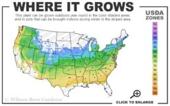 Coral Reef Sedum Tetractinum - 10 Pack Of 4" Pint Pots -Plant Promotion Store 5a 8b 56