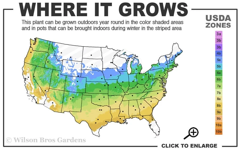 Waveleaf Japanese Maple - 6 Gallon Pot 3 Waveleaf Japanese Maple - 6 Gallon Pot - Image 3