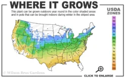 Lions Head Japanese Maple - Acer Palmatum 'Shishigashira' - 3 Gallon Pot 10 Lions Head Japanese Maple - Acer Palmatum 'Shishigashira' - 3 Gallon Pot -Plant Promotion Store 5a 9a 30