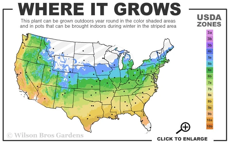 Cloud 9 Dogwood Tree - 1 Gallon Pot 3 Cloud 9 Dogwood Tree - 1 Gallon Pot - Image 3