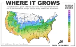 The Rising Sun Redbud Tree - 5 Gallon Pot -Plant Promotion Store 5a 9b 64