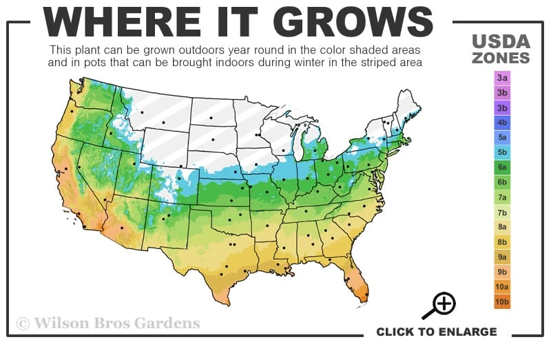 Southern Sweetbay Swamp Magnolia (M.v.australis) - 5 Gallon Pot 3 Southern Sweetbay Swamp Magnolia (M.v.australis) - 5 Gallon Pot - Image 3