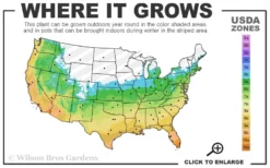 Claudia Wannamaker Southern Magnolia - 7 Gallon Pot (4-5') -Plant Promotion Store 5b 11