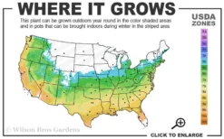 Lady In Red Hydrangea - 3 Gallon Pot 9 Lady In Red Hydrangea - 3 Gallon Pot -Plant Promotion Store 5b 9b