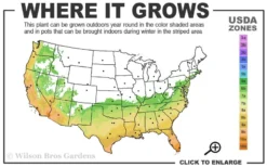 Russian 26 Cold Hardy Pomegranate - 1 Gallon Pot 9 Russian 26 Cold Hardy Pomegranate - 1 Gallon Pot -Plant Promotion Store 6B 11