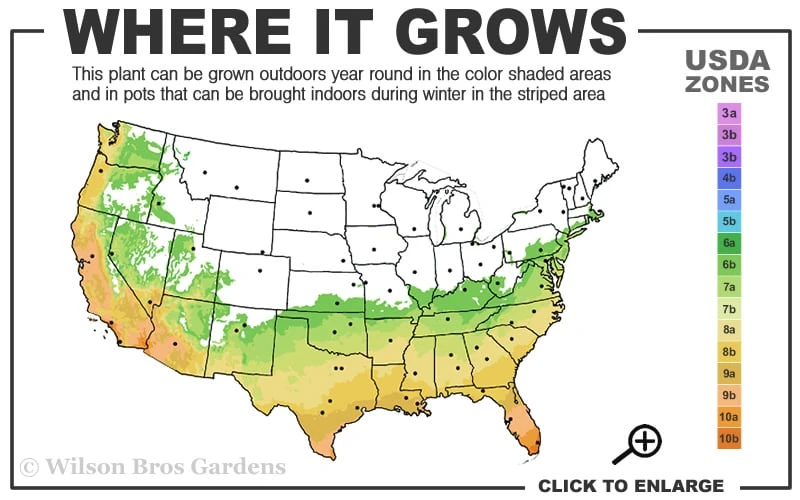 Russian 26 Cold Hardy Pomegranate - 1 Gallon Pot 3 Russian 26 Cold Hardy Pomegranate - 1 Gallon Pot - Image 3