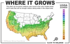 Summer Snow Gardenia - 3 Gallon Pot -Plant Promotion Store 6a 10a