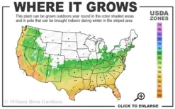 Snow Flurry Hardy Gardenia - 1 Gallon Pot -Plant Promotion Store 6a 10a 3