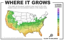 White Cloud Muhly Grass - 10 Inch Pot -Plant Promotion Store 6a 10b 4