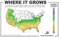 Cab Sav Cold Hardy Eucalyptus Tree (Eucalyptus Rubida) - 1 Gallon Pot 7 Cab Sav Cold Hardy Eucalyptus Tree (Eucalyptus Rubida) - 1 Gallon Pot -Plant Promotion Store 6a 11 1