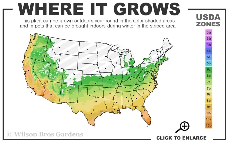Koi Golden Bamboo (Phyllostachys Aurea 'Koi') - 3 Gallon Pot (2-4') 3 Koi Golden Bamboo (Phyllostachys Aurea 'Koi') - 3 Gallon Pot (2-4') - Image 3