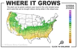 Dee Runk Columnar Boxwood - 1 Gallon Pot 6 Dee Runk Columnar Boxwood - 1 Gallon Pot -Plant Promotion Store 6a 8b