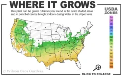 Titan Blueberry - 3 Gallon Pot -Plant Promotion Store 6a 9a 2