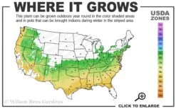 Arp Rosemary - 1 Gallon Pot -Plant Promotion Store 6a 9a 4