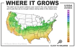 Natchez White Crape Myrtle - 6 Pack Of 1 Gallon Pots -Plant Promotion Store 6a 9b 105