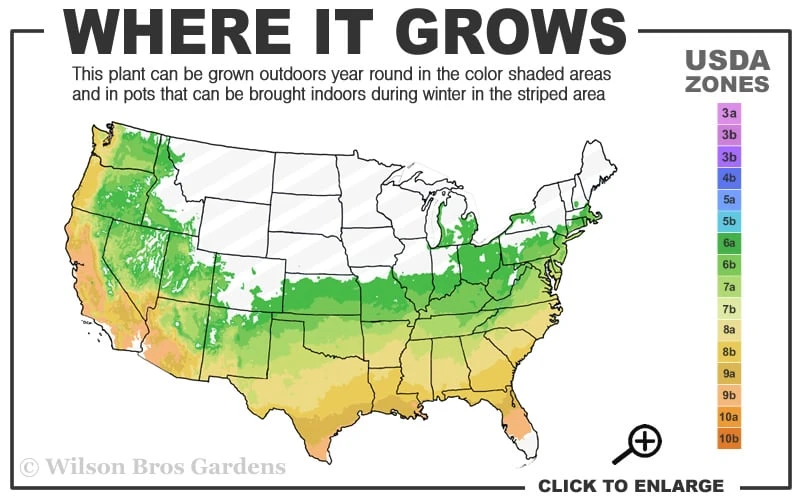 Dynamite Red Crape Myrtle - 3 Gallon Pot 3 Dynamite Red Crape Myrtle - 3 Gallon Pot - Image 3