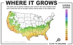 Angus Cold Hardy Eucalyptus Tree (Eucalyptus Nicholii) - 6 Pack Of 1 Gallon Pots -Plant Promotion Store 6b 10b 14