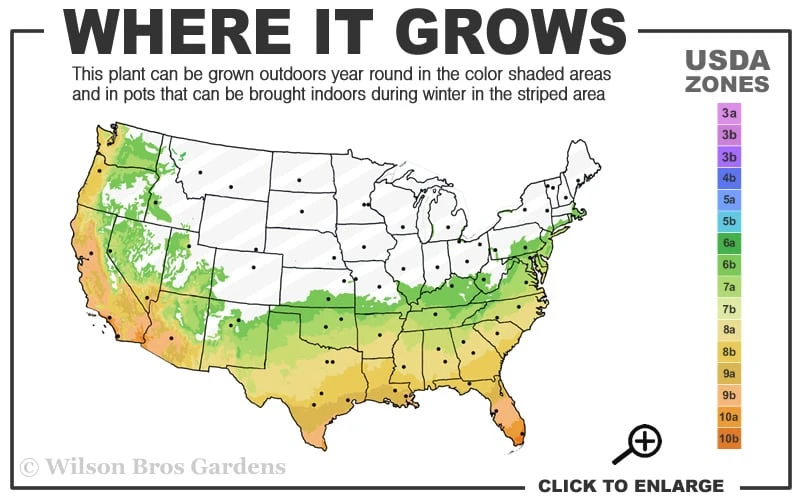 Fortune's Cold Hardy Tea Olive (Fragrant Osmanthus) - 7 Gallon Pot (4-5') 3 Fortune's Cold Hardy Tea Olive (Fragrant Osmanthus) - 7 Gallon Pot (4-5') - Image 3