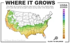 Delta Jazz Crape Myrtle - 2 Gallon Pot -Plant Promotion Store 6b 9b 19