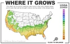 Muskogee Lavender Crape Myrtle - 7 Gallon Pot (4-5') 7 Muskogee Lavender Crape Myrtle - 7 Gallon Pot (4-5') -Plant Promotion Store 6b 9b 24