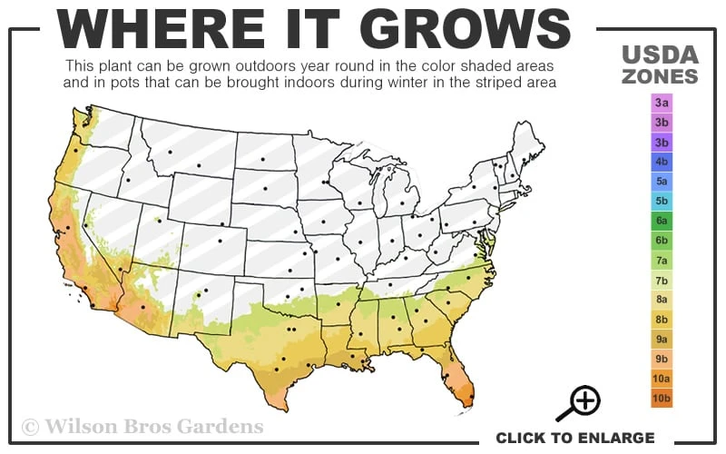 Divinely Blue Deodar Cedar Tree (Single Trunk Topiary) - 3 Gallon Pot 3 Divinely Blue Deodar Cedar Tree (Single Trunk Topiary) - 3 Gallon Pot - Image 3