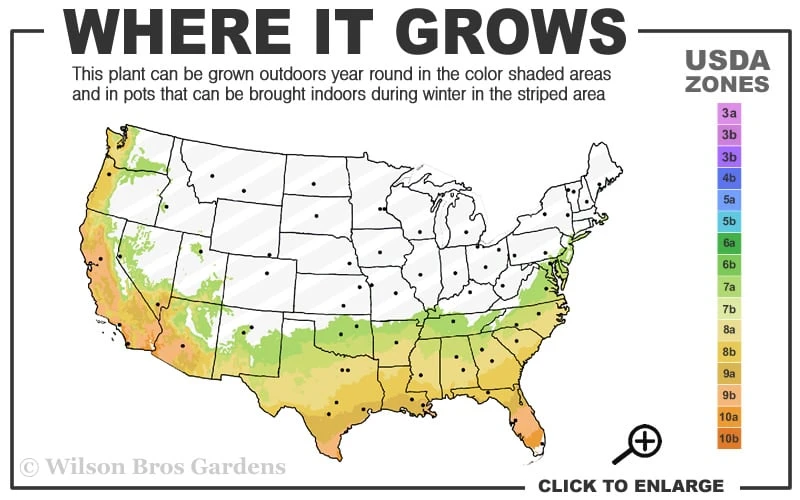 Winter Gold Edgeworthia Chrysantha - Paper Bush - 5 Gallon Pot 3 Winter Gold Edgeworthia Chrysantha - Paper Bush - 5 Gallon Pot - Image 3