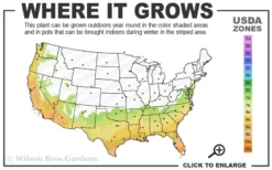 Deodar Cedar - 5 Gallon Pot (3-4') -Plant Promotion Store 7a 10a 5