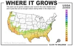 Black And Blue Salvia (Blue Anise Sage) - Salvia Guaranitica -1 Gallon Pot -Plant Promotion Store 7a 10a 7