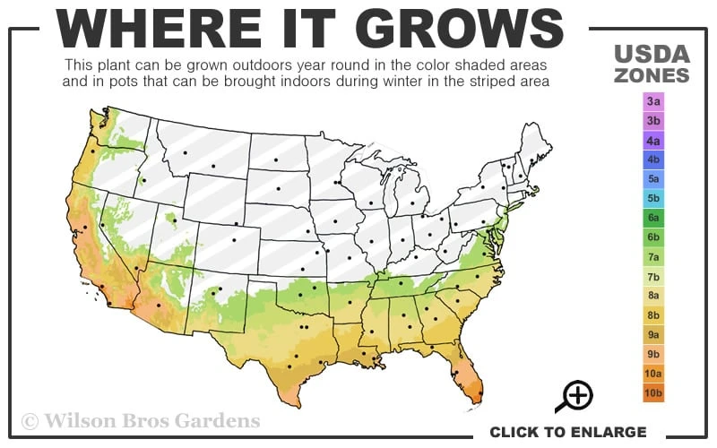 Delta Eclipse Crape Myrtle - 2 Gallon Pot 3 Delta Eclipse Crape Myrtle - 2 Gallon Pot - Image 3